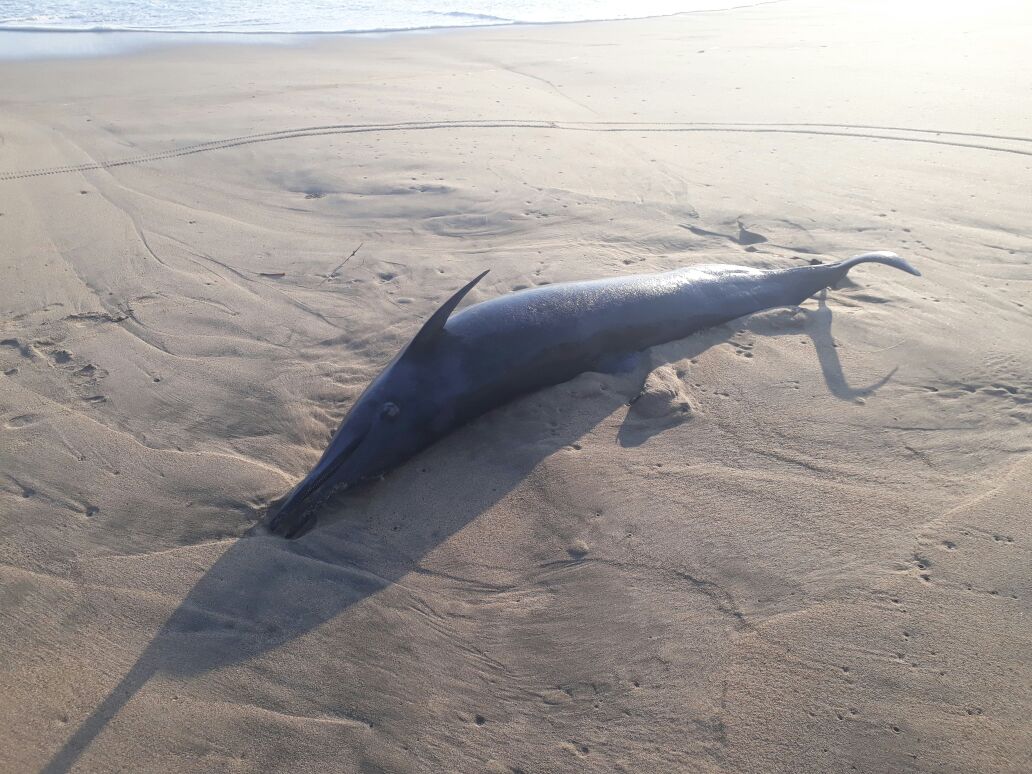 DELFÍN APARECE MUERTO EN PLAYAS DE SAN JERÓNIMO DE JUÁREZ