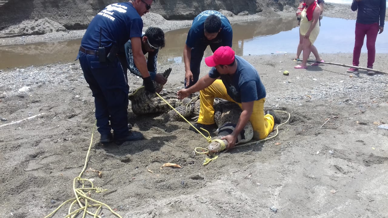 PCyB PIDE A PROFEPA TOMAR EN SERIO SOBREPOBLACIÓN DE COCODRILOS 