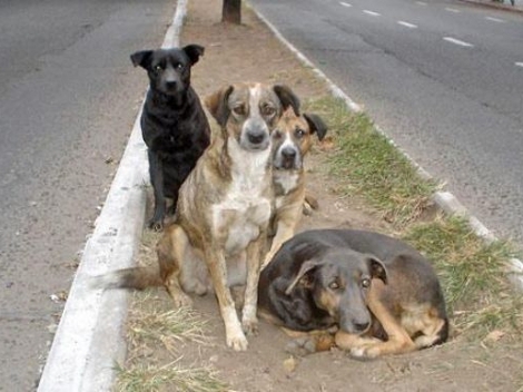 100 MIL PERROS CALLEJEROS EN ACAPULCO, GENERAN 10 TONELADAS DIARIAS DE HECES FECALES