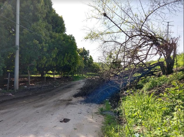 ÁRBOL OBSTRUYE CAMINO A RÍO DE SAN JERONIMITO