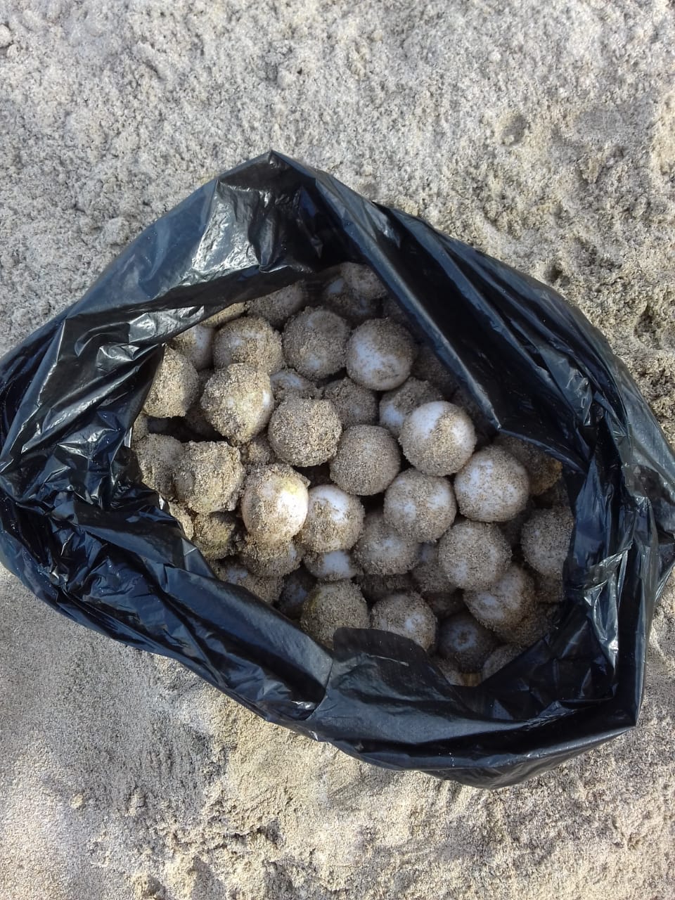 MÁS DE MIL 500 HUEVOS DE TORTUGA POR PLAYA SE DESPRENDAN EN ZIHUATANEJO: DIMAREN