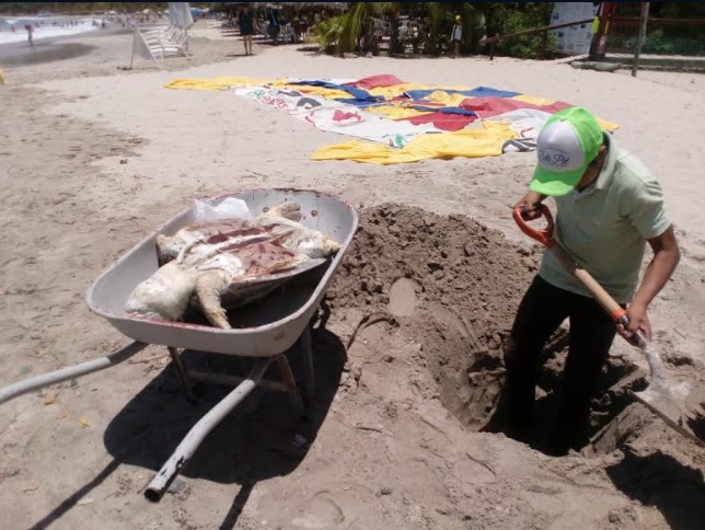 EN LO QUE VA DEL AÑO 16 TORTUGAS MARINAS HAN MUERTO EN ZIHUATANEJO 