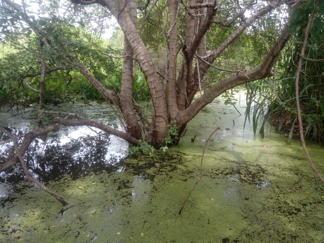 ZANCUDOS PROLIFERAN EN LAS POZAS; HABITANTES PIDEN INTERVENCIÓN DE SSA