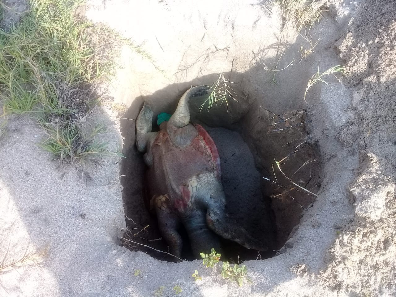 PERSISTE MORTANDAD DE TORTUGAS EN LITORALES DE IXTAPA-ZIHUATANEJO 