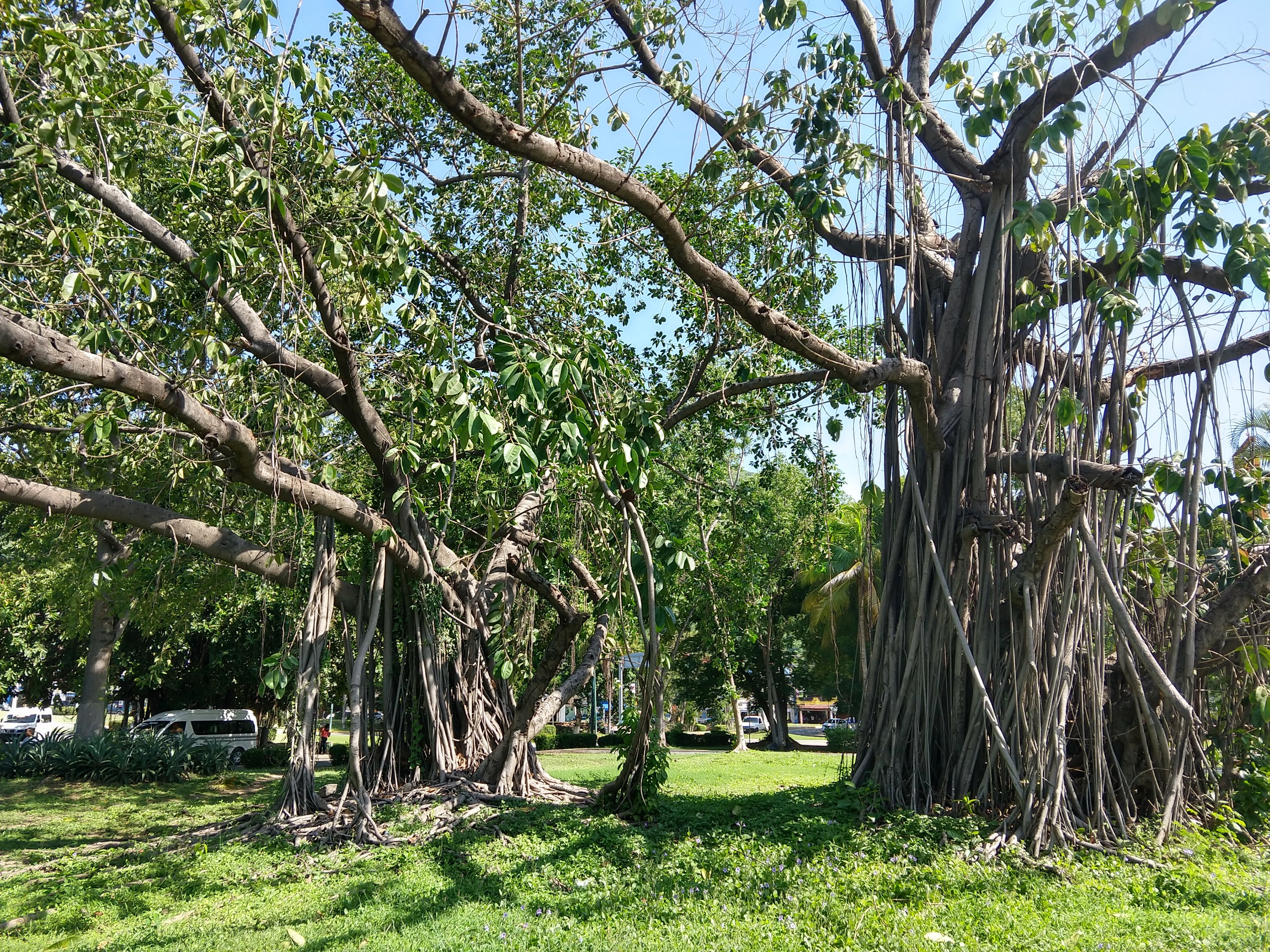 HABITANTES PIDEN RESCATAR ÁRBOLES DE TULE EN LA CIUDAD    