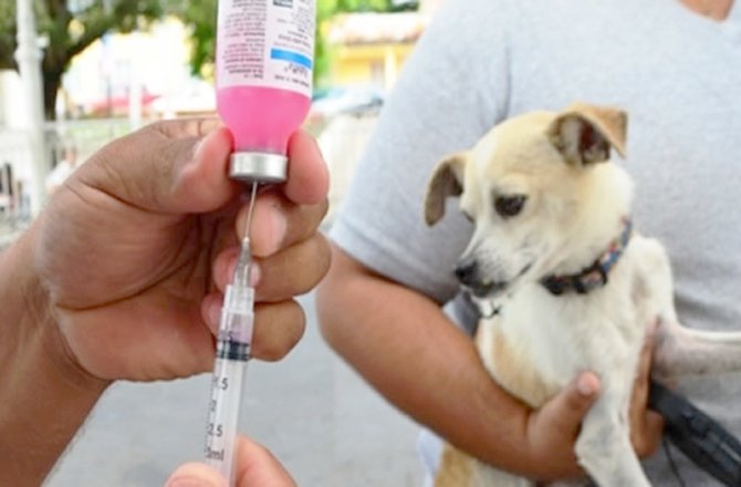 VACUNAR A MASCOTAS PREVIENE LA RABIA: IMSS GUERRERO