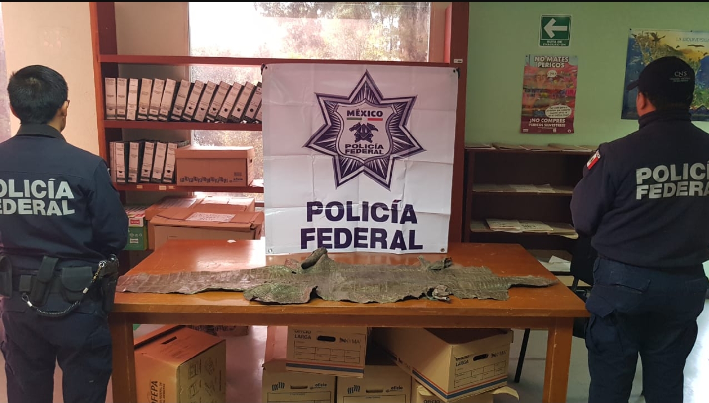 POLICÍAS FEDERALES LOCALIZAN PIEL DE COCODRILO EN PELIGRO DE EXTINCIÓN