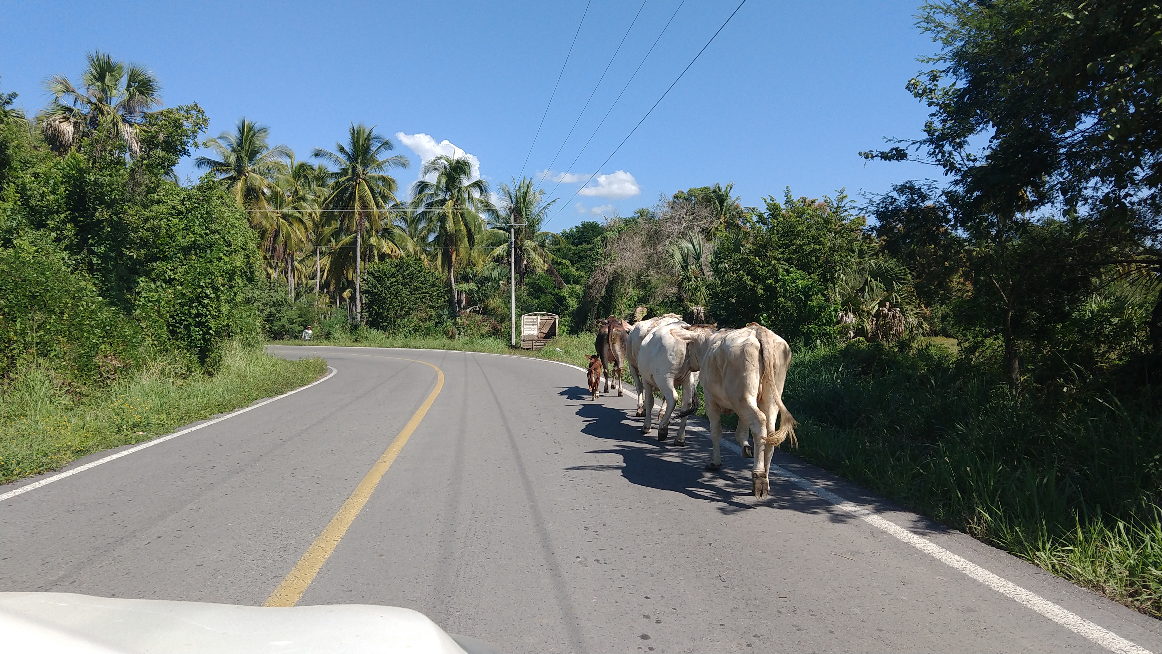 GANADO SUELTO EN CARRETERAS RIESGO EN ESTAS VACACIONES 