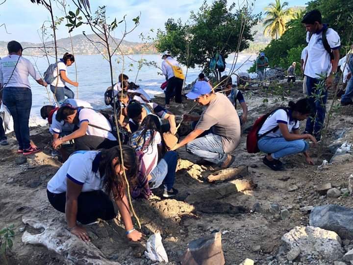 DIMAREN Y PROFEPA REFORESTAN MANGLE EN LA ROPA 