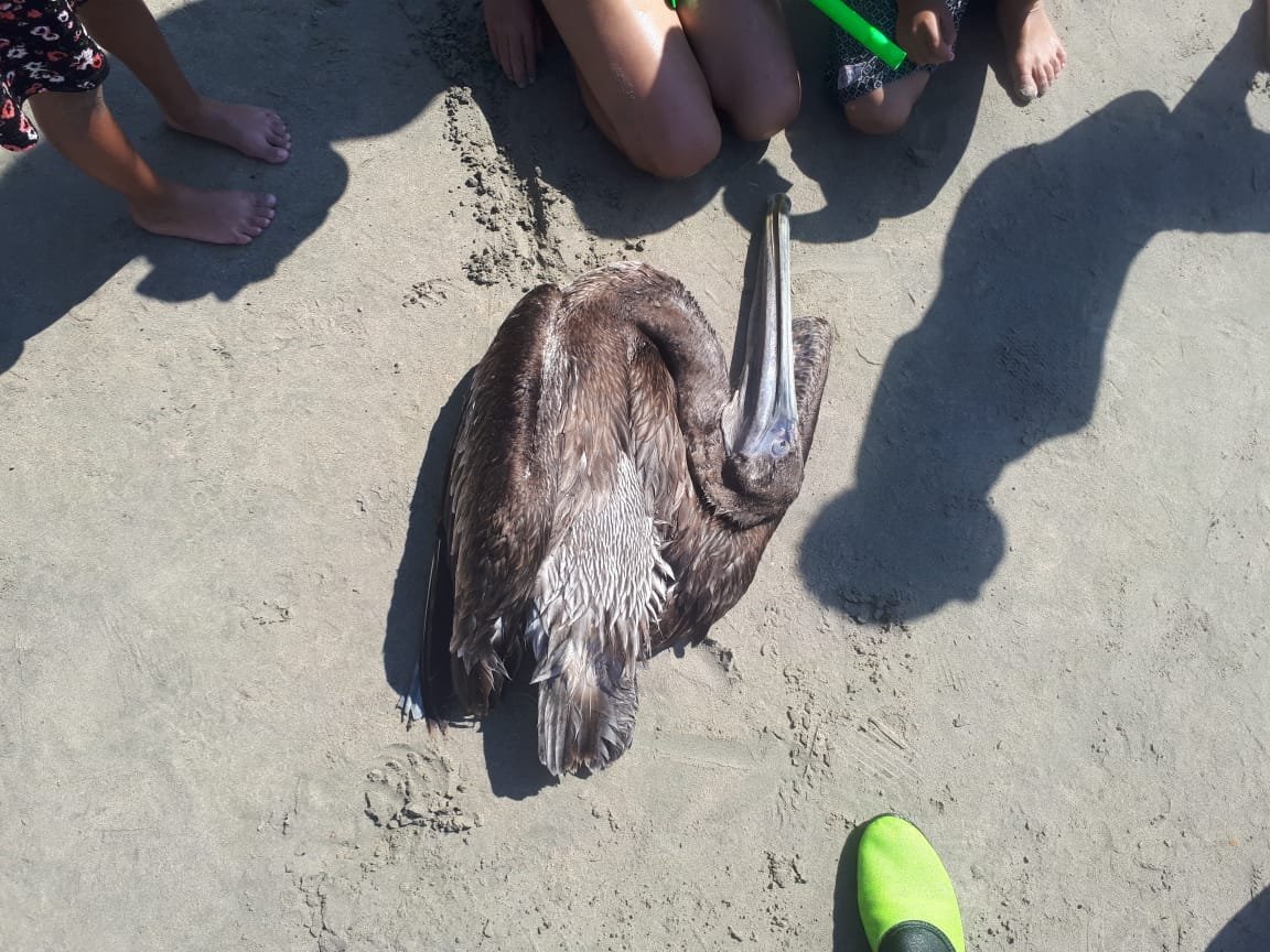 PESCADORES MATAN A PELICANOS EN PLAYA LA ROPA 