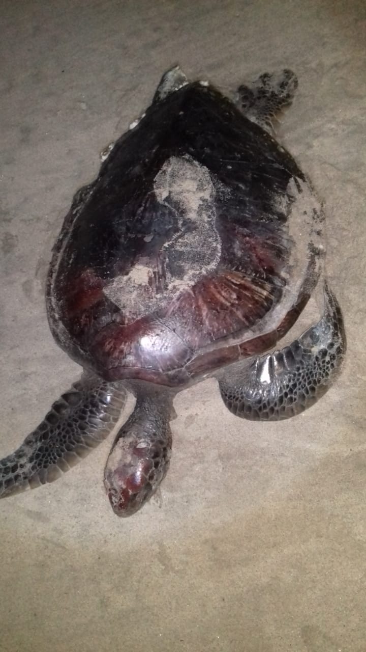 AUMENTA A 30 TORTUGAS MUERTAS EN PLAYAS DE GUERRERO AUMENTA A 30 TORTUGAS MUERTAS EN PLAYAS DE GUERRERO