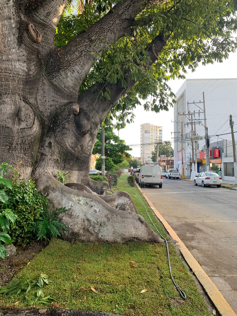 SERVICIOS PÚBLICOS MEJORA ÁREAS VERDES EN ACAPULCO