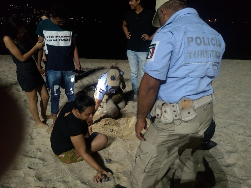 Tortugas salieron de su nido en playa de Acapulco; turistas y policías las resguardaron