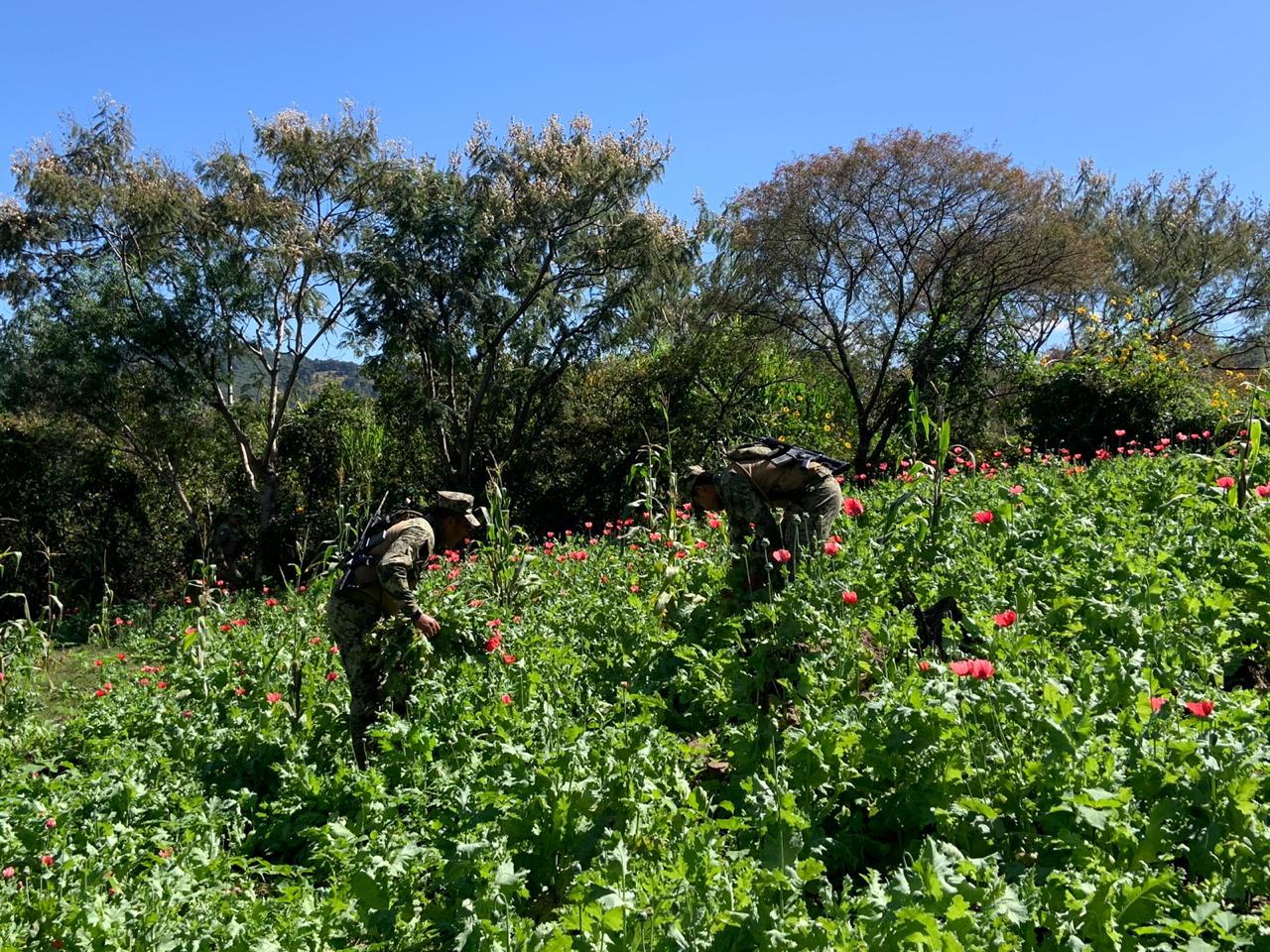 Destruyen más de 2 millones 468 plantas de amapola y mariguana en sierra de Guerrero