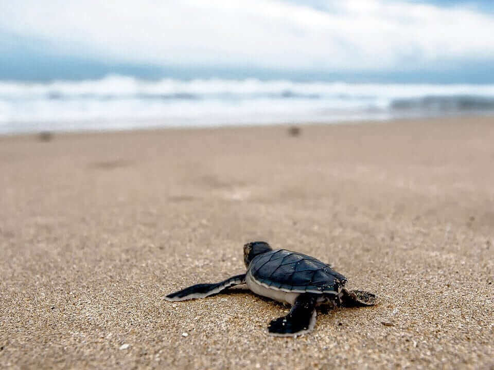 Liberación de tortugas, atractivo que fomenta la educación ambiental en Guerrero