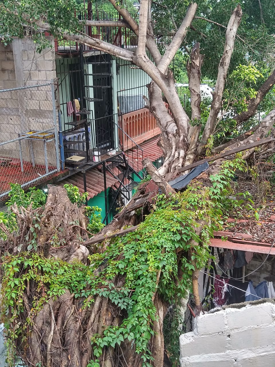 Deja la lluvia deslaves, encharcamientos y árboles caídos en la ciudad