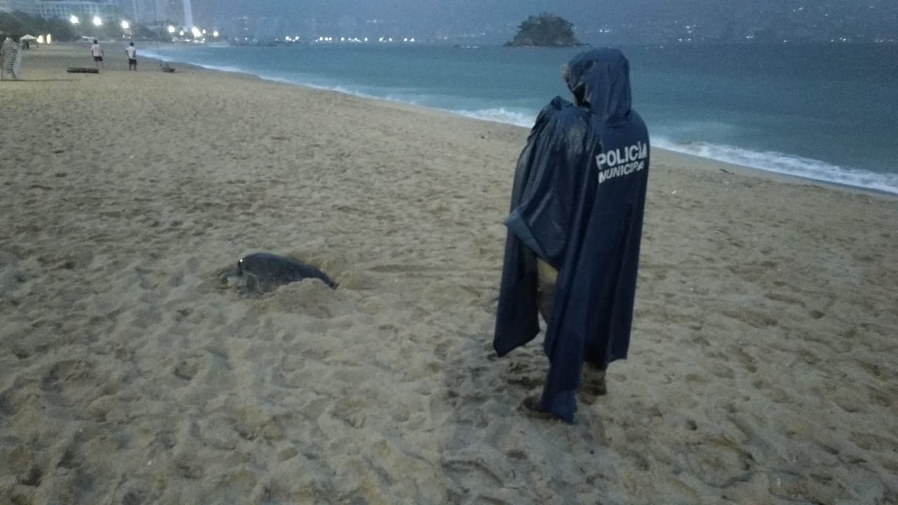 Resguarda Policía Municipal desove de tortugas marinas en playas de la bahía