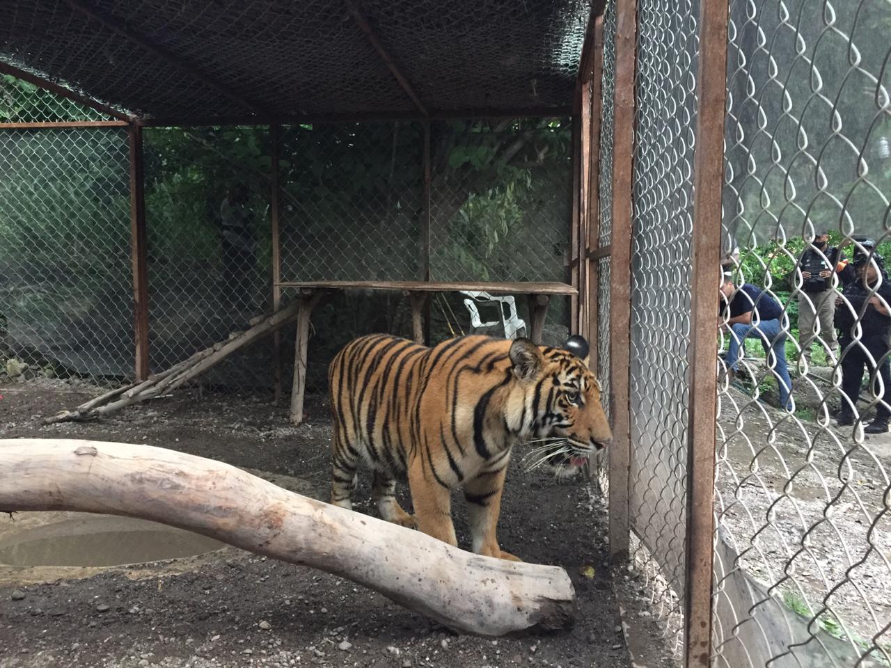 Rescatan elementos de seguridad a tigre de Bengala y lagarto en Tierra Caliente