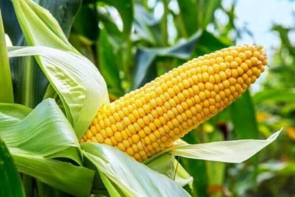 Propone diputado que no se eleve el precio del maíz