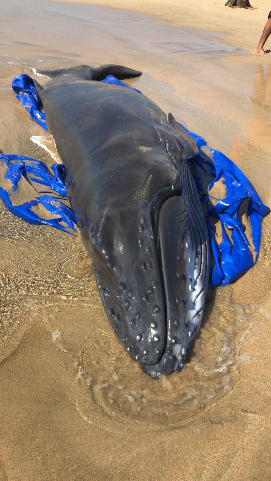 Lugareños y autoridades regresan a cachalote al mar en Acapulco