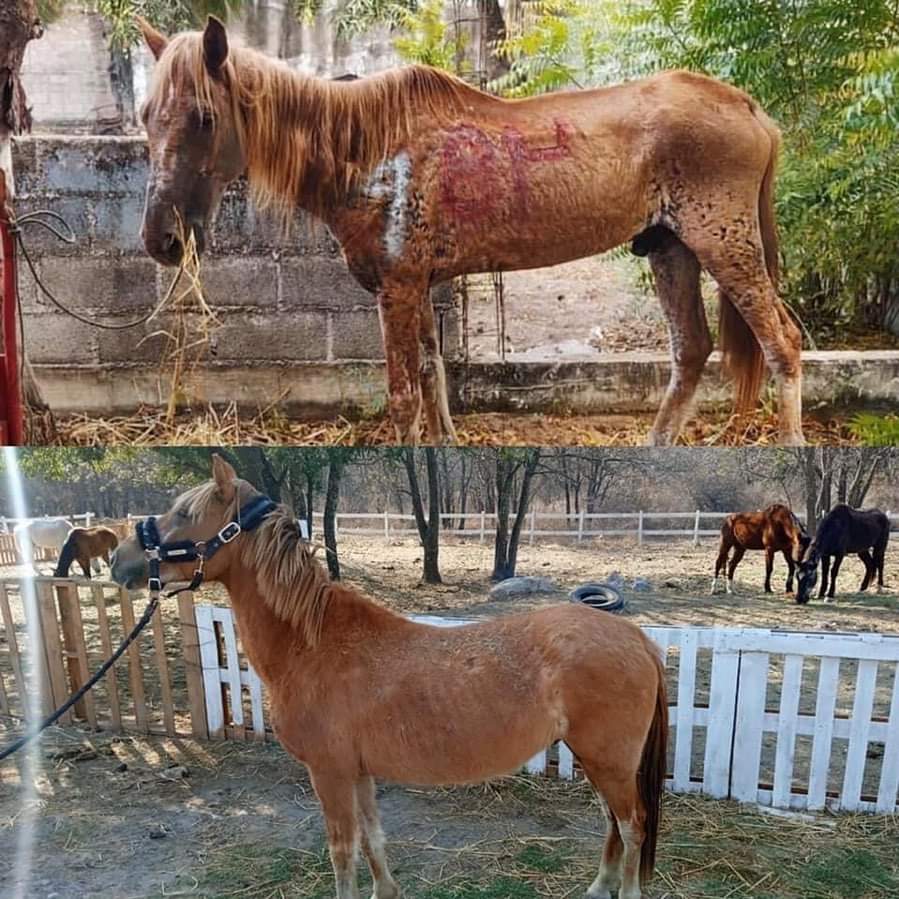 Muere Fénix, caballo maltratado en Acapulco