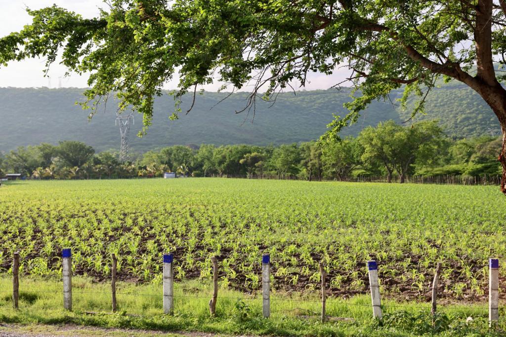 Guerrero tiene como meta cosechar 2.7 toneladas de maíz por hectárea