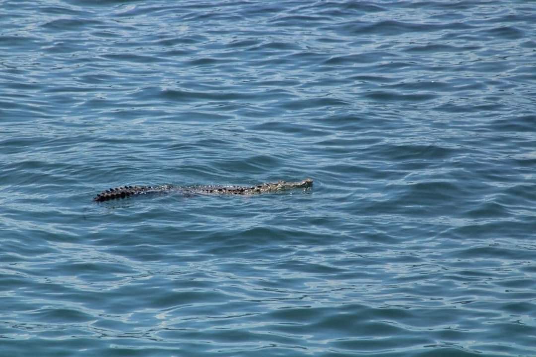 Cocodrilo regresa a su hábitat, después de varias horas varado en Las Hamacas