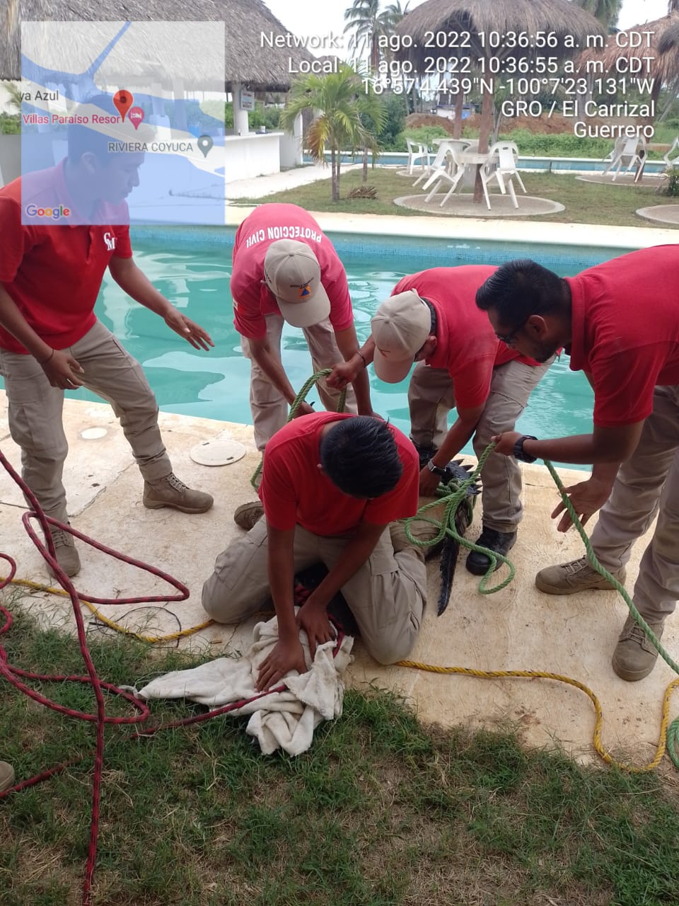 PC retira a cocodrilo que pasaba vacaciones en hotel de Coyuca de Benítez