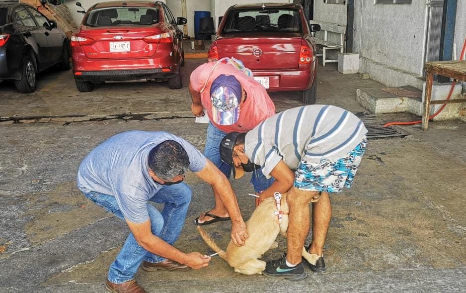Realiza Gobierno Municipal campaña de vacuna antirrábica y desparasitación canina y felina Realiza Gobierno Municipal campaña de vacuna antirrábica y desparasitación canina y felina