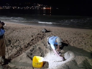Recolecta Policía Turística mil 387 huevos de tortugas de las playas de la bahía
