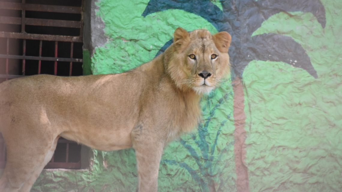 Presenta el Zoológico Zoochilpan de Chilpancingo a su nuevo habitante, el León “Michi”