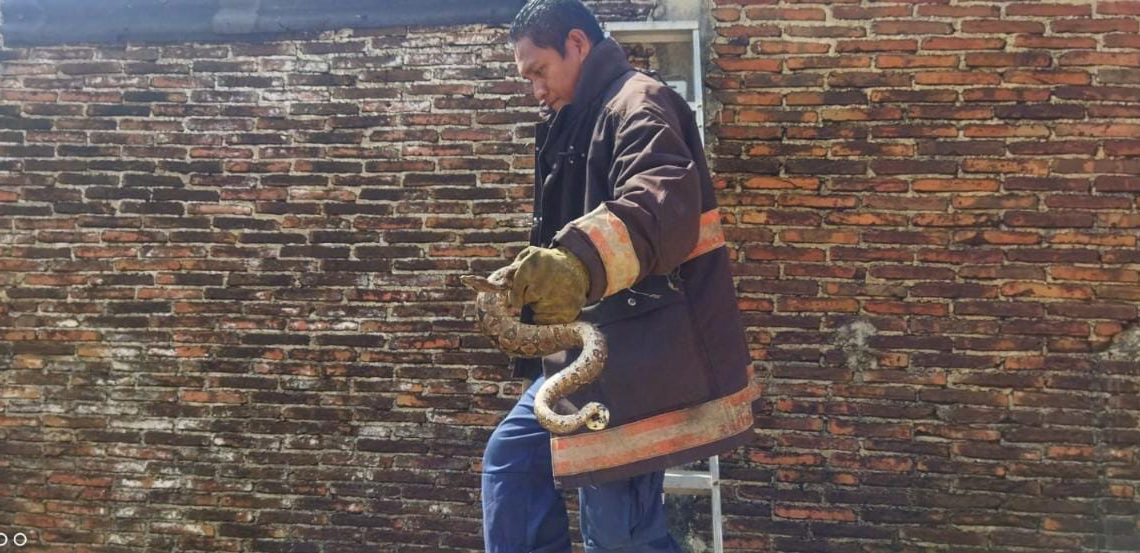 Atiende Bomberos reportes por incendios, fugas de gas y captura de reptiles