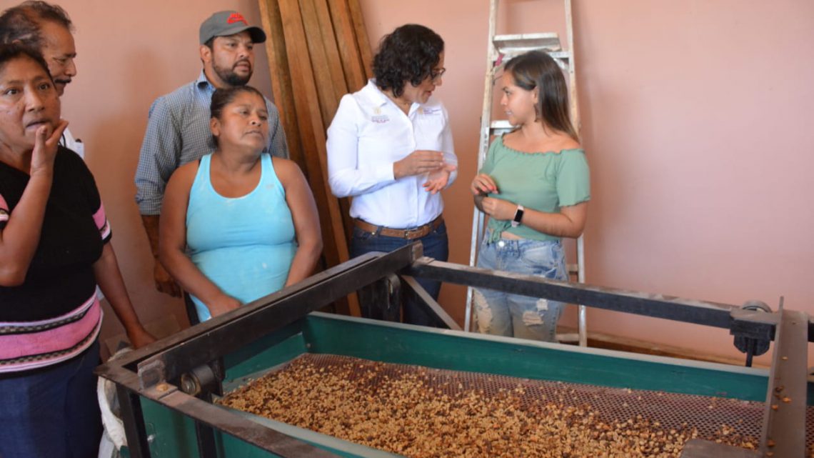 Darán asesoría técnica y capacitación a los productores de café de Atoyac: SEFODECO