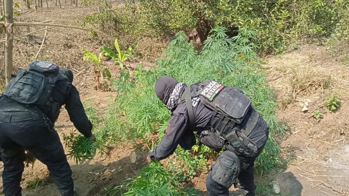 Encuentra Policía Estatal plantío de marihuana en San Luis Acatlán