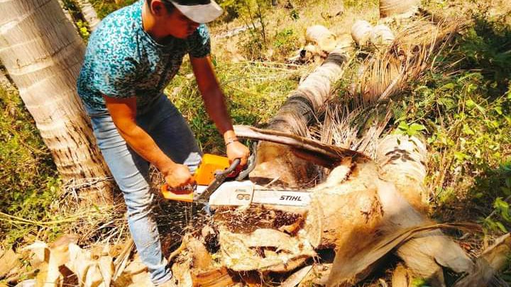 Guerrero primer lugar a nivel nacional en producción de coco con más de 45 mil hectáreas sembradas