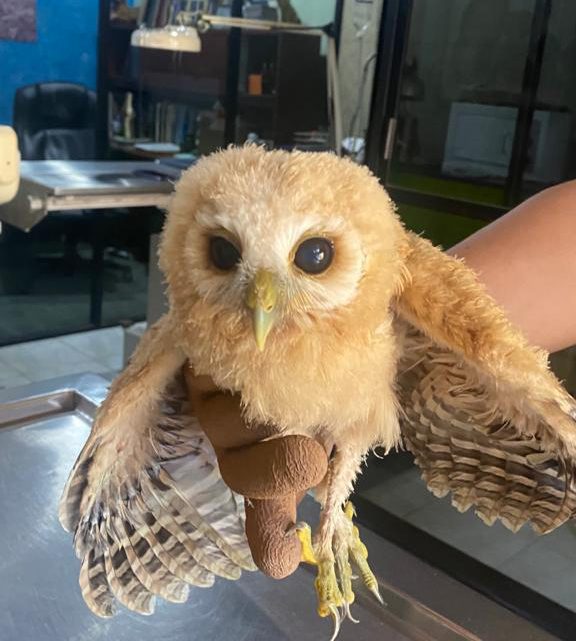 Rescatan animales bebés en el Parque Papagayo