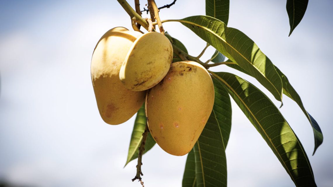 Guerrero se consolida como el primer productor de mango en México