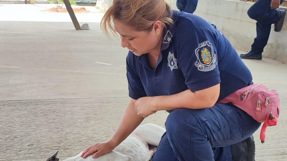 Realizan jornada de esterilización canina y felina en el cuartel regional de la Policía Estatal de Acapulco