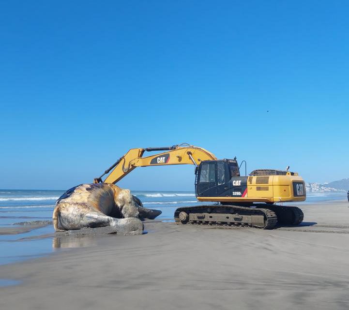 Reatira Administradora y Promotora de Playas ballena del mar