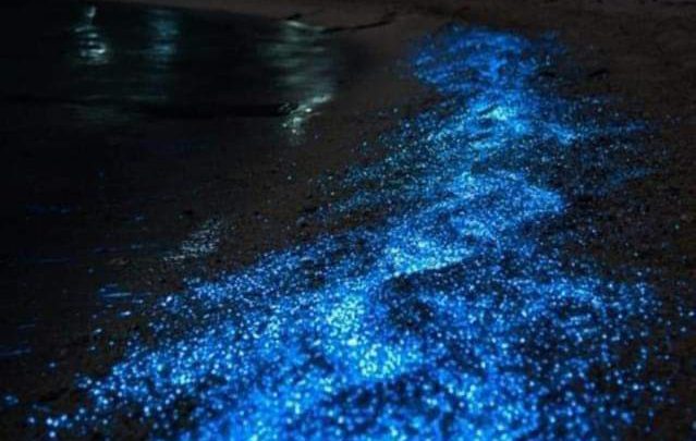 Presentan fenómeno luminicente varias playas de la Costa Grande