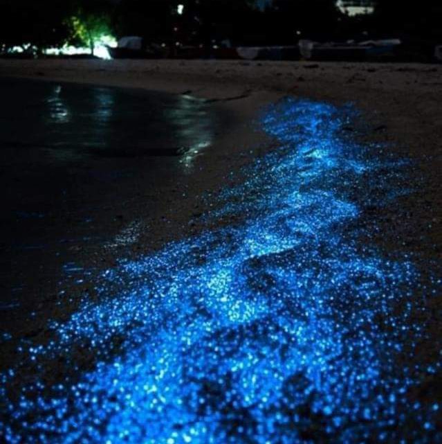 Presentan fenómeno luminicente varias playas de la Costa Grande Presentan fenómeno luminicente varias playas de la Costa Grande
