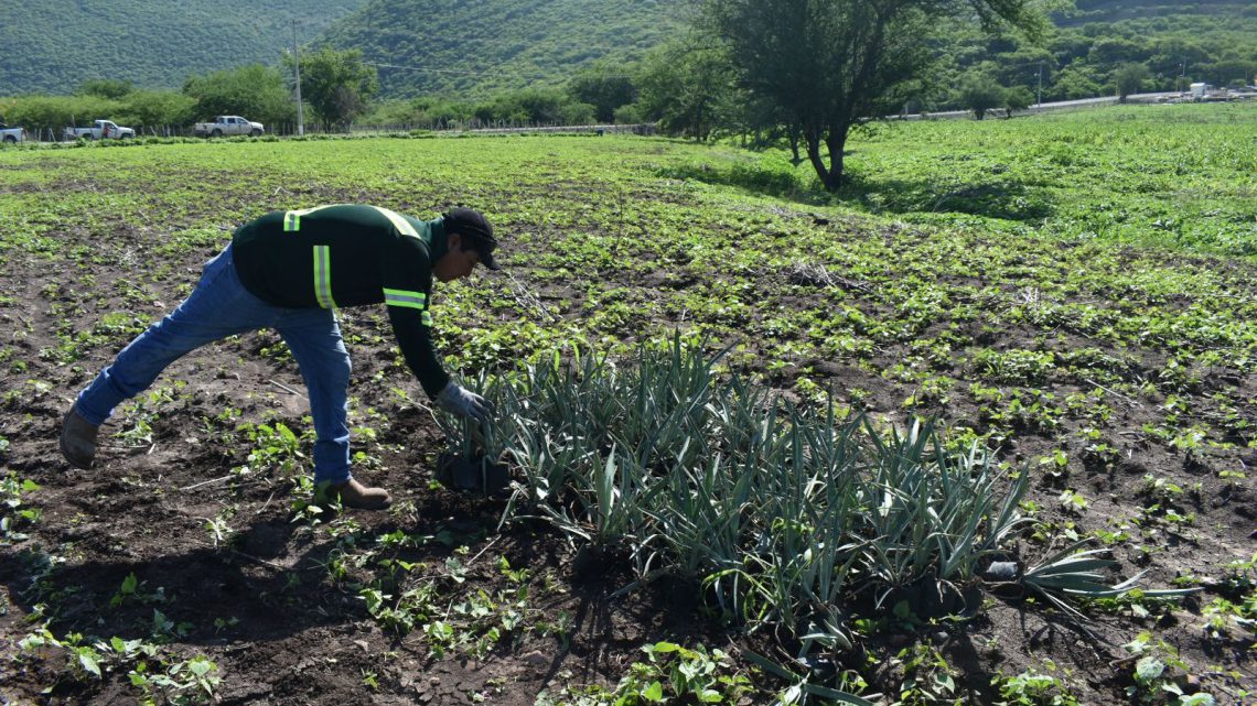 Promueve Media Luna la producción de agave espadín para diversificar cultivos en Cocula Promueve Media Luna la producción de agave espadín para diversificar cultivos en Cocula