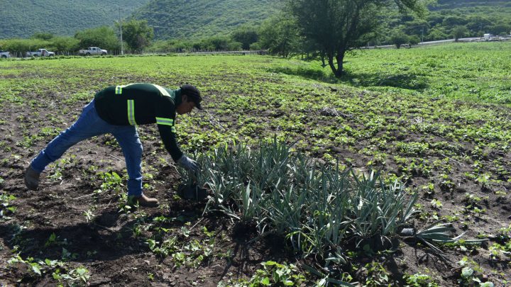 Promueve Media Luna la producción de agave espadín para diversificar cultivos en Cocula