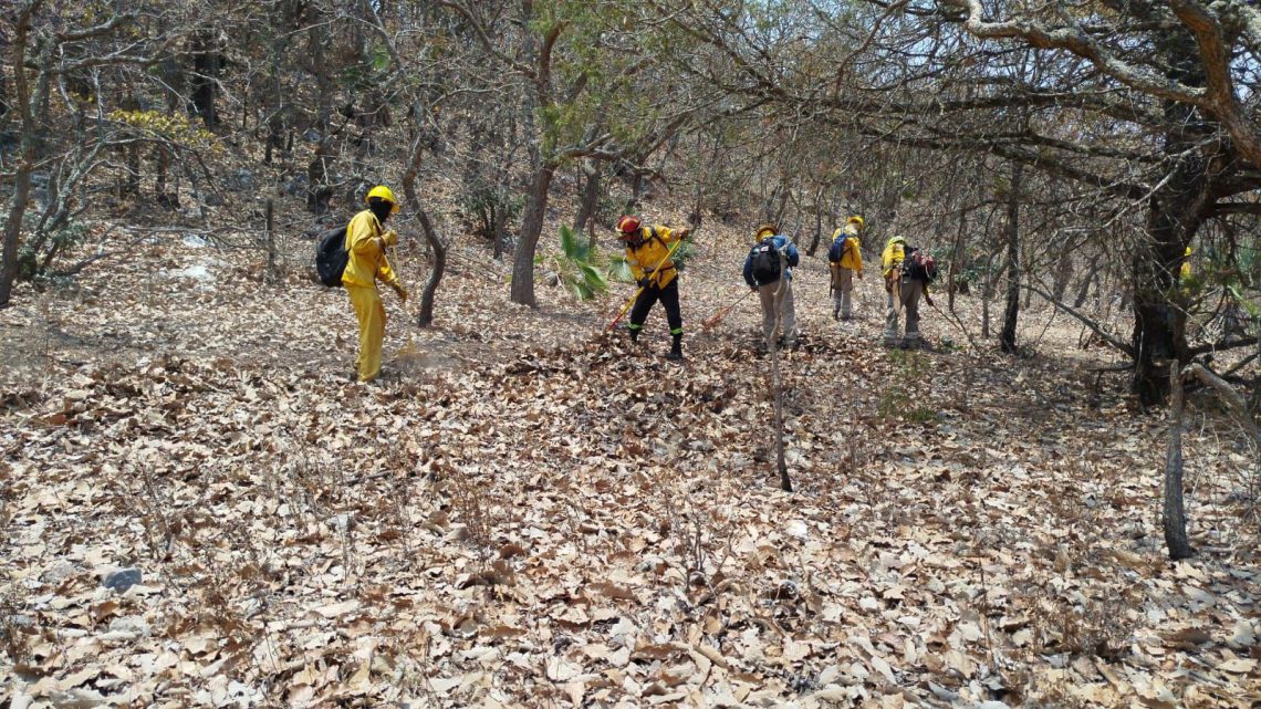 Se atienden 26 incendios forestales activos en Guerrero: SGIRPCGRO Se atienden 26 incendios forestales activos en Guerrero: SGIRPCGRO