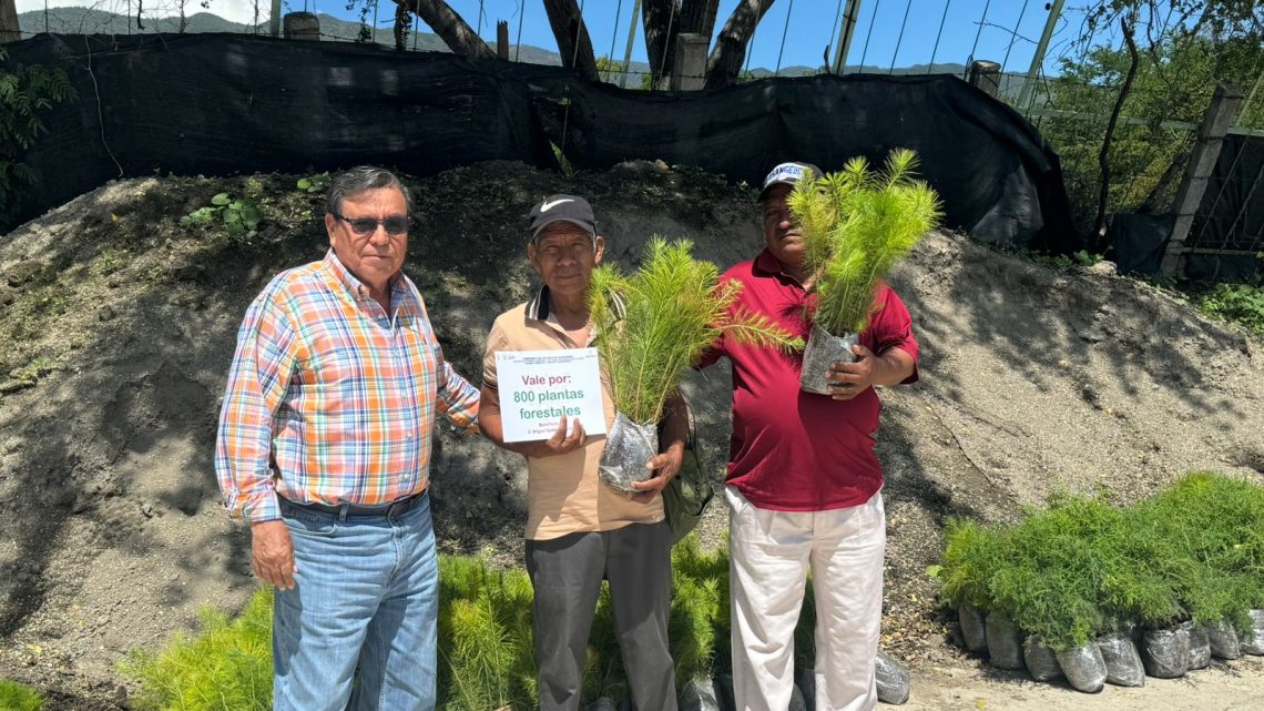Continúa la Semaren Guerrero la entrega de otras 20 mil plantas para reforestación Continúa la Semaren Guerrero la entrega de otras 20 mil plantas para reforestación