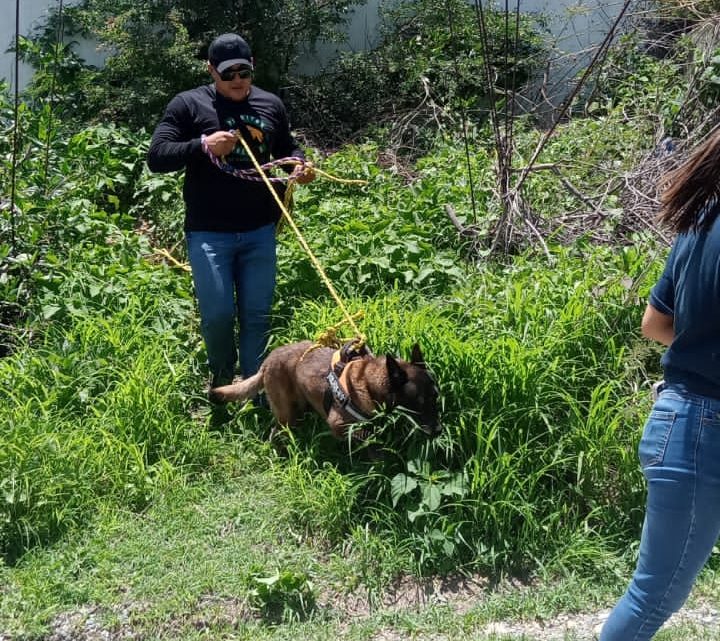 Rescatan Gobierno de Guerrero y la asociación Perritos Felices dos perros en situación de maltrato Rescatan Gobierno de Guerrero y la asociación Perritos Felices dos perros en situación de maltrato