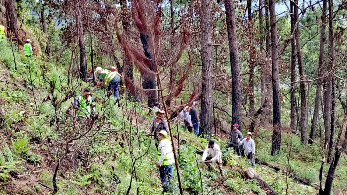 Inicia CAPASEG acciones de reforestación para recuperación de bosque; planta 800 árboles en la sierra de Chilpancingo Inicia CAPASEG acciones de reforestación para recuperación de bosque; planta 800 árboles en la sierra de Chilpancingo