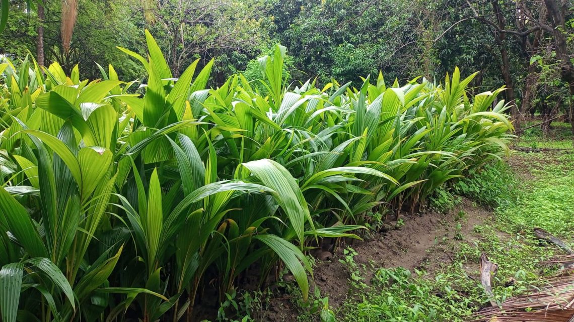 Lanza Evelyn Salgado programa para renovar huertas de coco en Guerrero Lanza Evelyn Salgado programa para renovar huertas de coco en Guerrero