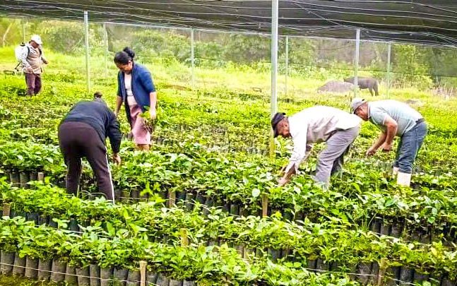 Llega a 71 municipios de Guerrero el programa Sembrando Vida