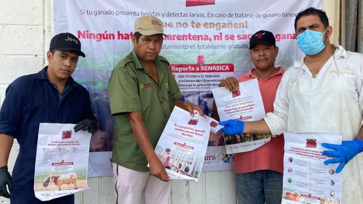Refuerza SAGADEGRO campaña preventiva contra el gusano barrenador del ganado